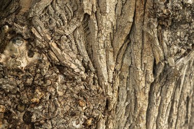 Eski ağaç kabuğu dokusu. Doğal ahşap yüzey deseni, eski ağaç derisi. Sert kahverengi eko malzeme yakın çekim, grunge yıpranmış arka plan