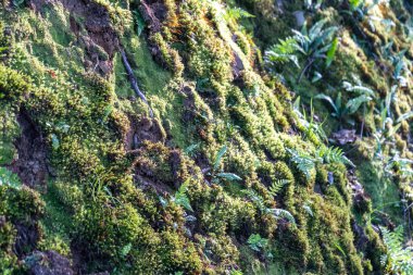 Ortaçağ şatosunun yıkılmış duvarlarında yosunlu taşlar romantik fantezi dokusunda. Nemli, yosunlu yeşil taş bir duvar.