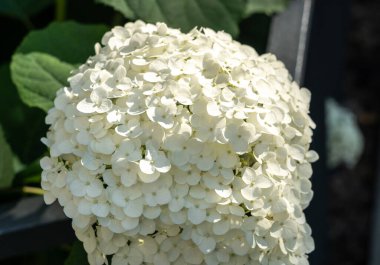 Hydrangea Çiçekleri, Çiçek açan Beyaz Hortensia, Ortanca Paniklemesi Çiçek Kapanışı, Büyük Infloresans, Çiçek Bulutları Güzel Yaz Bahçesi desenli desen