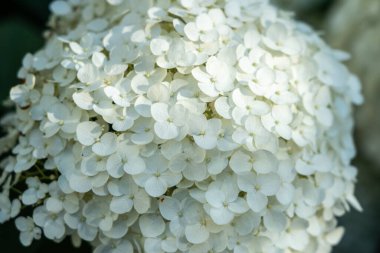 Hydrangea Çiçekleri, Çiçek açan Beyaz Hortensia, Ortanca Paniklemesi Çiçek Kapanışı, Büyük Infloresans, Çiçek Bulutları Güzel Yaz Bahçesi desenli desen