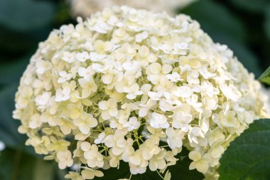 Hydrangea Çiçekleri, Çiçek açan Beyaz Hortensia, Ortanca Paniklemesi Çiçek Kapanışı, Büyük Infloresans, Çiçek Bulutları Güzel Yaz Bahçesi desenli desen