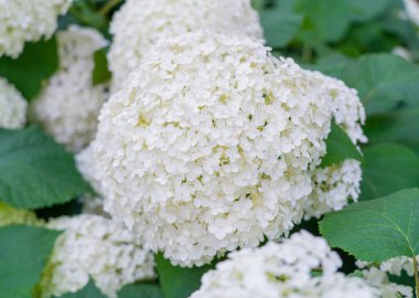 Hydrangea Çiçekleri, Çiçek açan Beyaz Hortensia, Ortanca Paniklemesi Çiçek Kapanışı, Büyük Infloresans, Çiçek Bulutları Güzel Yaz Bahçesi desenli desen
