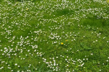 Yeşil çimenler, küçük beyaz papatyalar ve dağınık karahindibalar ile kaplı doğal bir bahar çayırında.