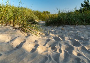 Baltık Denizi sahilinde beyaz yumuşak kum tepecikleri ve açık yaz ışığı altında kıyı çimenleri, doğal kuzey kıyı manzarası