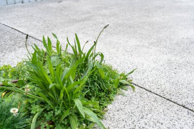 Bitkisel Lanceolata Çiçek Bitkisi. Ribwort, dar yaprak ya da İngiliz muz, pirzola, kuzu dili ve boynuz olarak bilinir.