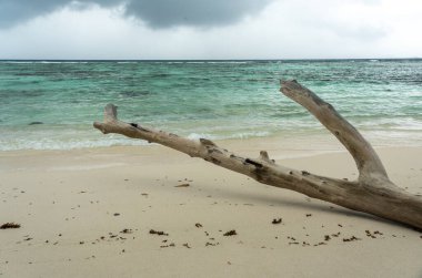 Seyşeller 'deki Praslin Adası' ndaki tropikal plajda sürüklenen dallar, turkuaz okyanus, kumlu sahil, dramatik fırtına bulutları ve vahşi doğal manzara yağmurdan önce huzurlu bir cenneti yakalıyor.