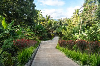Palmiye ağaçları ve muz ağaçları olan tropik bir bahçede beton bir patika. Tropik bölgelerde güzel bir otel manzarası.
