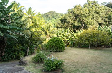 Tropik bölgelerde peyzaj tasarımı. Manikürlü çimleri, palmiye ağaçları ve çiçekleri olan Seyşeller Oteli 'nin bahçesinde yeşil dağlar var.