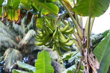 Tarlada büyük yeşil meyveleri olan bir muz ağacı. Afrika 'da yüksek verimli tropikal meyve çeşitlerinin yetiştirilmesi