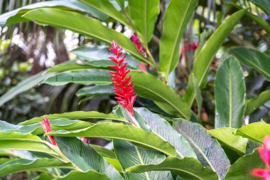 Alpinia purpurata, genellikle kırmızı kızıl, devekuşu tüyü ve pembe kızıl olarak bilinir. Cennet adalarında egzotik kırmızı çiçekler