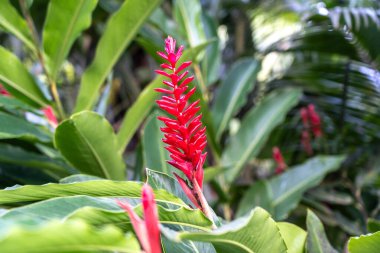 Alpinia purpurata, genellikle kırmızı kızıl, devekuşu tüyü ve pembe kızıl olarak bilinir. Cennet adalarında egzotik kırmızı çiçekler