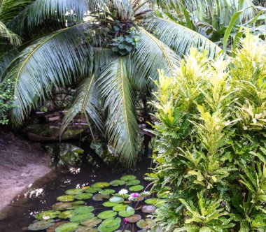Tropikal bir gölette çiçek açan beyaz ve pembe nilüferler. Yeşil yaprakların arasındaki güzel nilüfer çiçekleri yemyeşil palmiye ağaçlarıyla çevrili karanlık suyun arka planında.