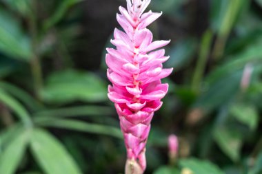 Alpinia purpurata, genellikle kırmızı kızıl, devekuşu tüyü ve pembe kızıl olarak bilinir. Cennet adalarında egzotik pembe çiçekler