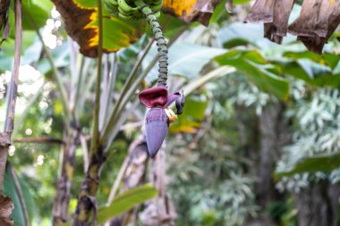 Seyşeller 'in siyah nektarı bir muz çiçeğiyle beslenir. Güzel bir kuş, Seyşeller 'e özgü.