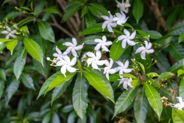 Tabernaemontana divaricata, yaygın olarak fırıldak çiçeği olarak bilinir, crape yasemin. Bulanık arka planda, tropikal bahçede beyaz çiçekler