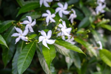 Tabernaemontana divaricata, yaygın olarak fırıldak çiçeği olarak bilinir, crape yasemin. Bulanık arka planda, tropikal bahçede beyaz çiçekler