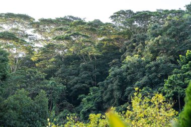 Akşam güneşinin altında tropikal ormanın yemyeşil yeşilliği, muhteşem doğa, tropik doğa, sessizlik, rahatlama.