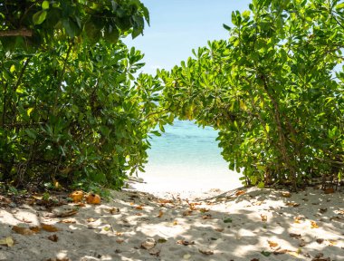 Yeşil çalılıklardaki delik beyaz kumlu bir plaja açılıyor. Seyşeller 'de yaz ve tatil için sembolik bir kapı.