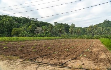 Agricultural plantation with artificial irrigation system for growing vegetables on Mahe Island, Seychelles