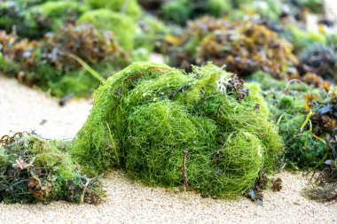 Chaetomorpha deniz yosunu yığınları Seyşel Adaları 'nın beyaz sahillerine saçılmış deniz zümrütü olarak bilinir.