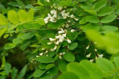 Beyaz Akasya Çiçekleri, Çiçek açan Robinia Pseudoacia, Sahte Akasya veya Siyah Çekirge Ağacı Çiçekleri
