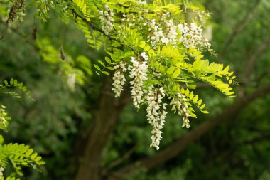 Beyaz Akasya Çiçekleri, Çiçek açan Robinia Pseudoacia, Sahte Akasya veya Siyah Çekirge Ağacı Çiçekleri