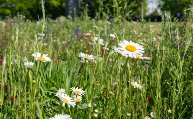 Vahşi çiçek tarlası. Mavi keten, kırmızı yonca, İngiliz bahçesinde papatya çayı, yaz otları