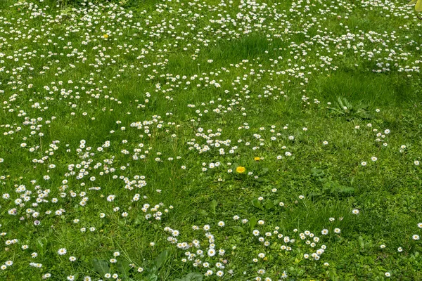Yeşil çimenler, küçük beyaz papatyalar ve dağınık karahindibalar ile kaplı doğal bir bahar çayırında.