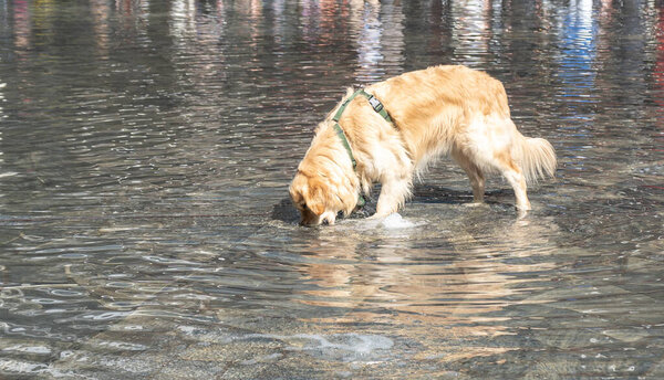 Golden retriever playing with a small fountain jet in shallow water, splashing and curious on a reflective urban surface in very hot summer day