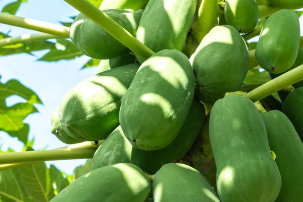 Seyşeller çiftliğindeki Papaya meyve ağacı. Carica papaya olgun meyveler güneşli bahçede, pati hasadı egzotik çiftlikte, bir sürü yeşil papaw ağaçta