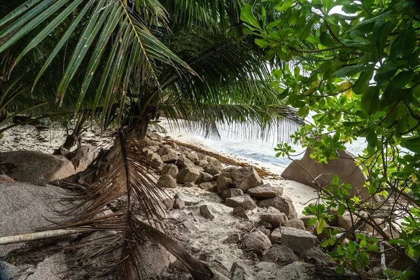 Kökleri kaya ve yapraklarla kaplı dar orman yolu La Digue Adası Seyşeller 'inde gizli bir plaja çıkıyor.
