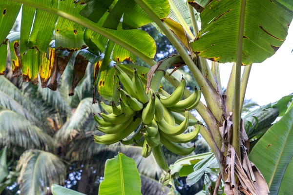 Tarlada büyük yeşil meyveleri olan bir muz ağacı. Afrika 'da yüksek verimli tropikal meyve çeşitlerinin yetiştirilmesi