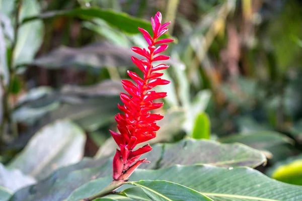 Alpinia purpurata, genellikle kırmızı kızıl, devekuşu tüyü ve pembe kızıl olarak bilinir. Cennet adalarında egzotik kırmızı çiçekler