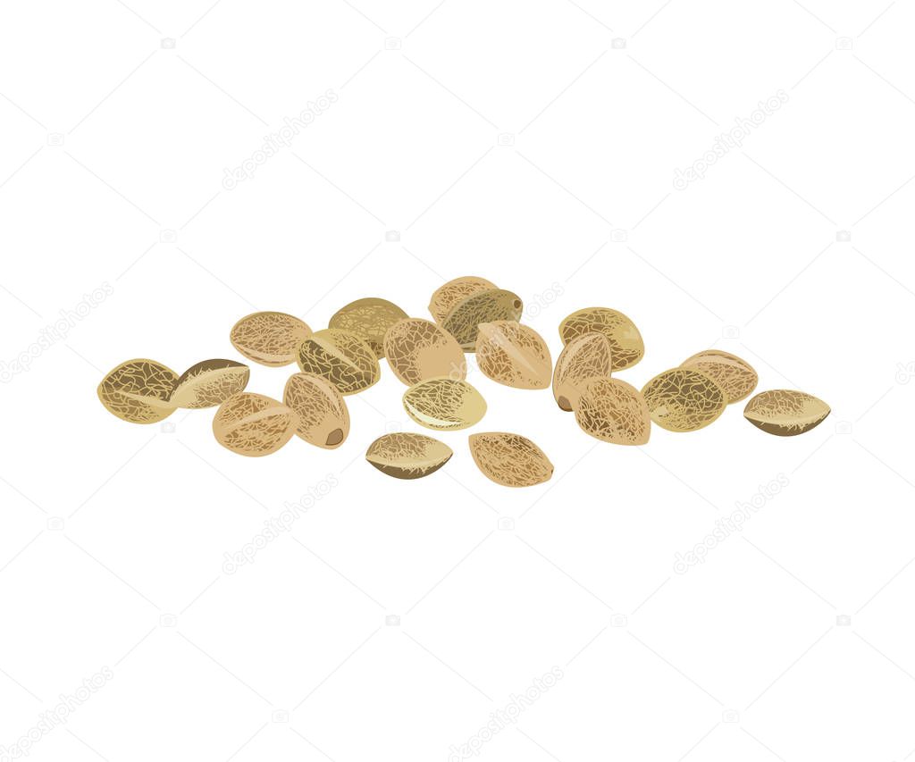 Heap of hemp seeds isolated on white background. Source of protein and minerals for healthy diet. Vector illustration.