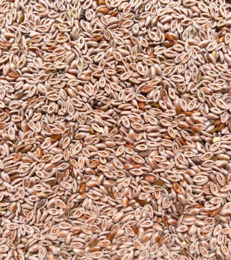 Dar ovata, muz tohum arka plan. Makro doku