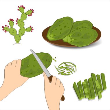 Edible green cactus leaves or nopales on white background. Hand drawn vector illustration about preparing cacti food. Prickly Pear cactus paddles in human hand with a knife clipart