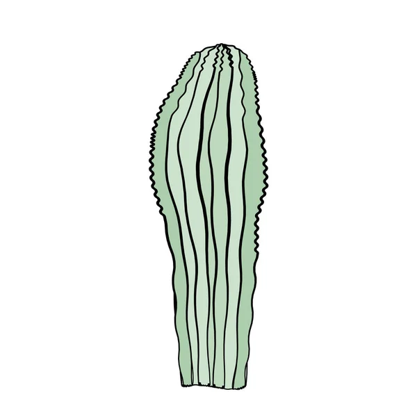 Ilustración vectorial con cactus aislados sobre fondo blanco . — Vector de stock
