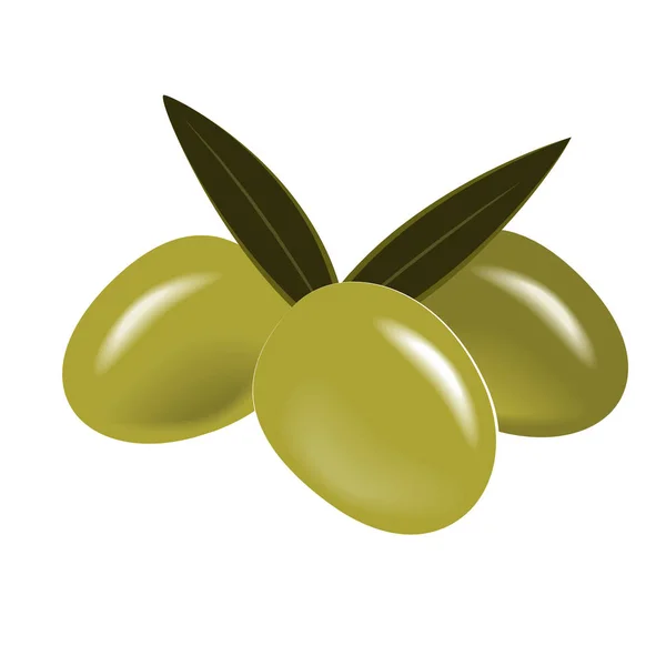 Ramo di Olive Verdi Vettoriali con Foglie Isolate su Bianco — Vettoriale Stock