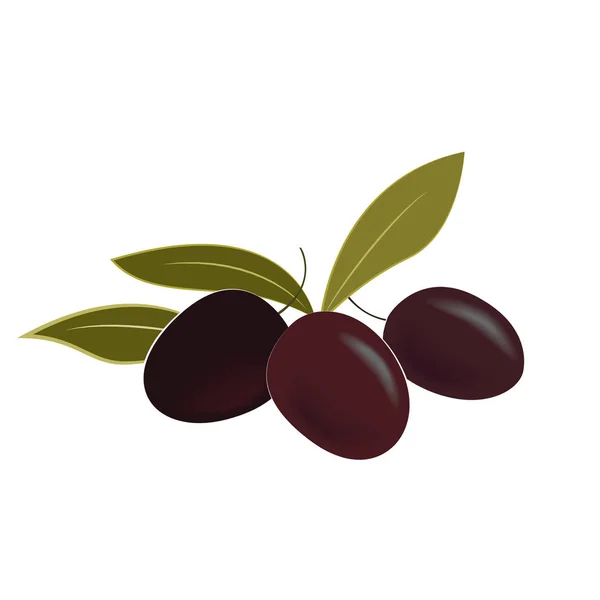 Illustrazione vettoriale di olive mature e foglie. Elemento di design isolato . — Vettoriale Stock