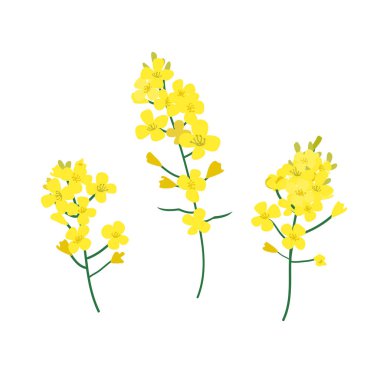 Brassica napus, kolza, colza, yağlı tohum, kanola vektör illüstrasyon. Kolza yağı veya bal kavramı. Beyaz arka planda yalıtılmış düz vektör çizimi
