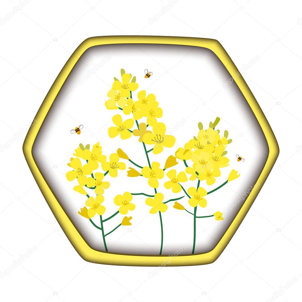 Rape Honey Concept. Brassica napus, rapeseed, colza, oil seed, canola and bees. Vector illustration in the hexagon honey comb on white.
