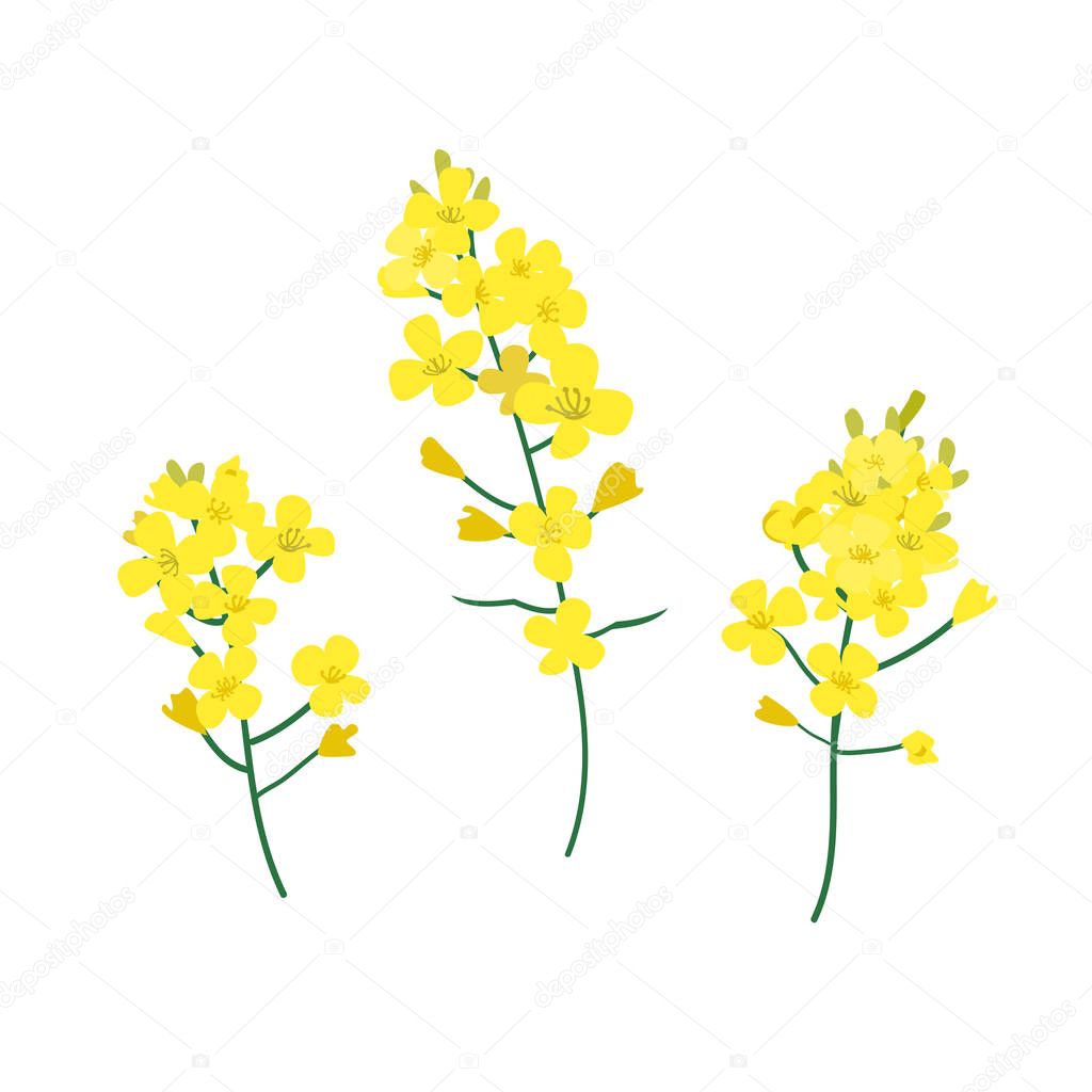 Brassica napus, rapeseed, colza, oil seed, canola vector illustration. The concept of rapeseed oil or honey. Flat vector illustration isolated on white background