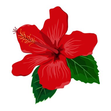 Yapraklı Hibiscus çiçeği, düz vektör çizimi. Tropik egzotik Hawaii bitkisi beyazda izole edilmiş.
