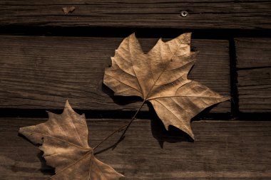 Koyu kahverengi yapraklar, parktaki sonbaharın dingin güzelliğini çağrıştırıyor.