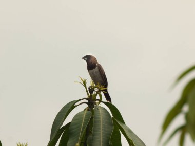 Javan munia, Lonchura leucogastroides, Brown Bird Perched on a Green mango Leaf.