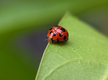 Ladybug Resting on Edge of Leaf