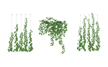 İngiliz Sarmaşık Buzulu Tırmanma Yardımı Yeşil İzole arka plan Şeffaf Arkaplan Sarmaşık Bitkileri Asma, Asma Çalı ve İzleme Tesisi 3D