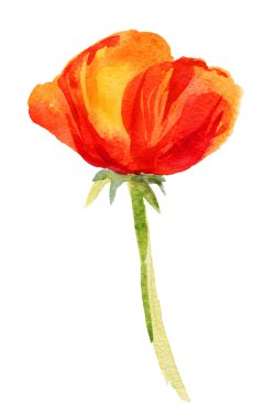 Haşhaş çiçeklerinin elle çizimi izole edilmiş. Tekstil, zanaatkarlar, tebrik kartları, baskılar, posterler, düğün davetiyeleri ve düğün süsleri, yaz çiçekleri.