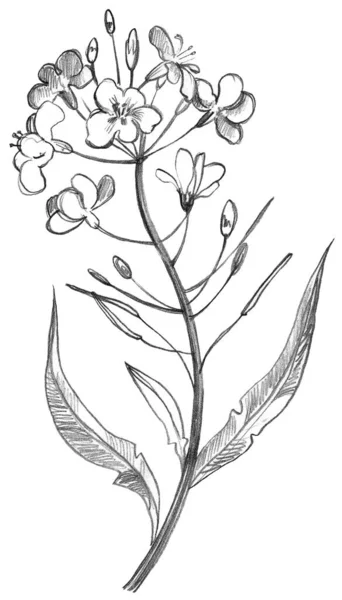 Bloemenpatroon Vintage Stijl Bloemen Bladeren Kruiden Botanische Illustraties — Stockfoto
