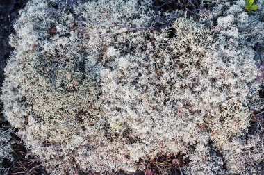 Soyut arkaplan, kuzey yosunu, taş yüzey, taş dokusu